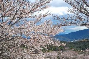 桜情報②　見ごろを迎えています！-3